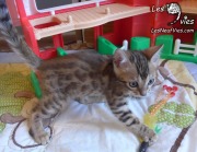2017-09-22 Chat bengal Tintin (16)