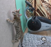 2017-10-04 TChat bengal Tintin a 2 mois (7)