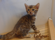 2019-07-18 Calypso (1)