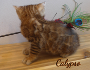 2019-07-18 Calypso (2)