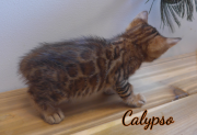 2019-07-18 Calypso (3)