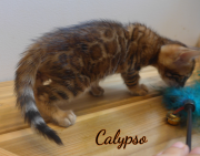 2019-07-18 Calypso (4)