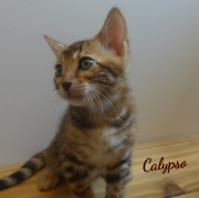 2019-07-23 Calypso, chat bengal de 8 semaines (5)