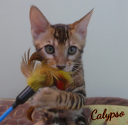 2019-08-20 Calypso, chat bengal de 12 semaines (1)