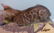 2019-08-20 Calypso, chat bengal de 12 semaines (2)