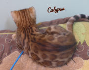 2019-08-20 Calypso, chat bengal de 12 semaines (3)