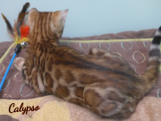 2019-08-20 Calypso, chat bengal de 12 semaines (4)