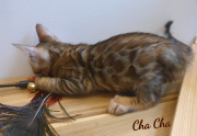 2019-07-23 Chacha, chat bengal de 8 semaines (1)