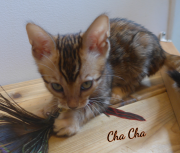 2019-07-23 Chacha, chat bengal de 8 semaines (2)