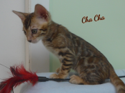 2019-07-27 Chacha, chat bengal de 8 semaines (1)
