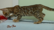 2019-07-27 Chacha, chat bengal de 8 semaines (2)