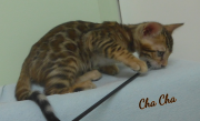 2019-07-27 Chacha, chat bengal de 8 semaines (5)