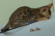 2019-07-27 Chacha, chat bengal de 8 semaines (6)