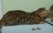 2019-07-27 Chacha, chat bengal de 8 semaines (7)