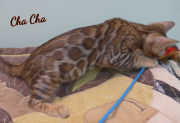 2019-08-20 ChaCha, chat bengal de 12 semaines (2)