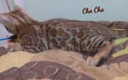 2019-08-20 ChaCha, chat bengal de 12 semaines (3)