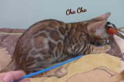 2019-08-20 ChaCha, chat bengal de 12 semaines (4)