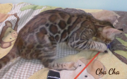 2019-09-23 Cha Cha,chat bengal de 17 semaines (1)