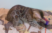 2019-09-23 Cha Cha,chat bengal de 17 semaines (3)