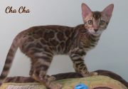 2019-09-25 Cha Cha,chat bengal de 17 semaines (2)