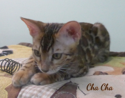 2019-09-25 Cha Cha,chat bengal de 17 semaines (4)