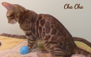 2019-09-25 Cha Cha,chat bengal de 17 semaines (5)