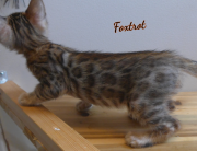 2019-07-23 Foxtrot, chat bengal de 8 semaines (1)