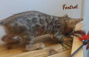 2019-07-23 Foxtrot, chat bengal de 8 semaines (2)