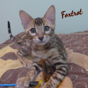 2019-08-20 Foxtrot, chat bengal de 12 semaines (3)