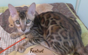 2019-09-23 Foxtrot,chat bengal de 17 semaines (2)