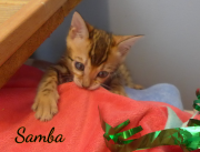 2019-07-18 Samba (2)