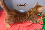 2019-07-18 Samba (3)