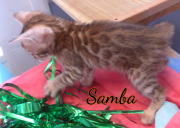 2019-07-18 Samba (4)