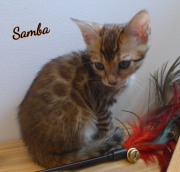 2019-07-23 Samba, chat bengal de 8 semaines (1)