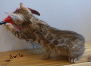 2019-07-23 Samba, chat bengal de 8 semaines (2)