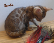 2019-07-23 Samba, chat bengal de 8 semaines (3)