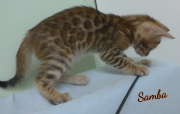 2019-07-27 Samba, chat bengal de 8 semaines (1)