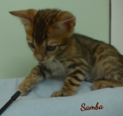 2019-07-27 Samba, chat bengal de 8 semaines (2)