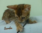 2019-07-27 Samba, chat bengal de 8 semaines (3)