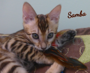 2019-08-20 Samba, chat bengal de 12 semaines (1)