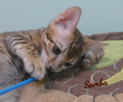 2019-08-20 Samba, chat bengal de 12 semaines (2)