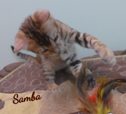 2019-08-20 Samba, chat bengal de 12 semaines (3)