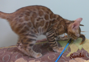 2019-08-20 Samba, chat bengal de 12 semaines (4)