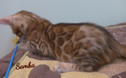 2019-08-20 Samba, chat bengal de 12 semaines (5)