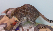 2019-09-23 Samba,chat bengal de 17 semaines (1)