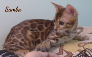 2019-09-25 Samba,chat bengal de 17 semaines (1)