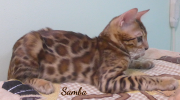 2019-09-25 Samba,chat bengal de 17 semaines (2)