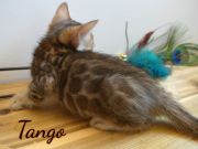 2019-07-16 Tango (1)