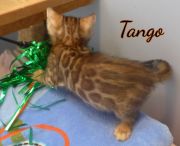 2019-07-16 Tango (3)