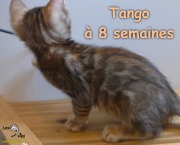 2019-07-23 Tango, chat bengal de 8 semaines (1)